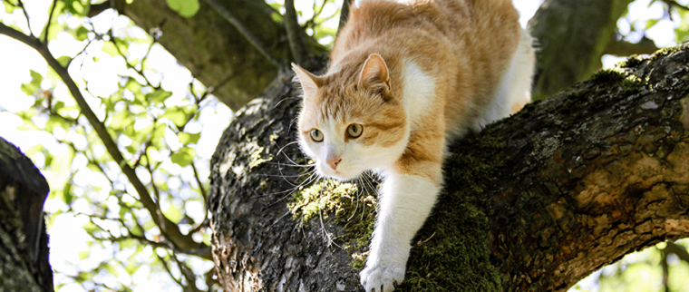 prédateurs des chats